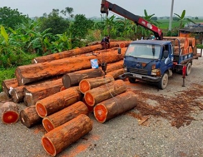 gỗ nguyên cây lục bình gỗ tự nhiên hương đỏ